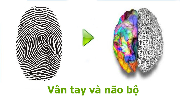 Mối quan hệ giữa vân tay và não bộ là gì ?